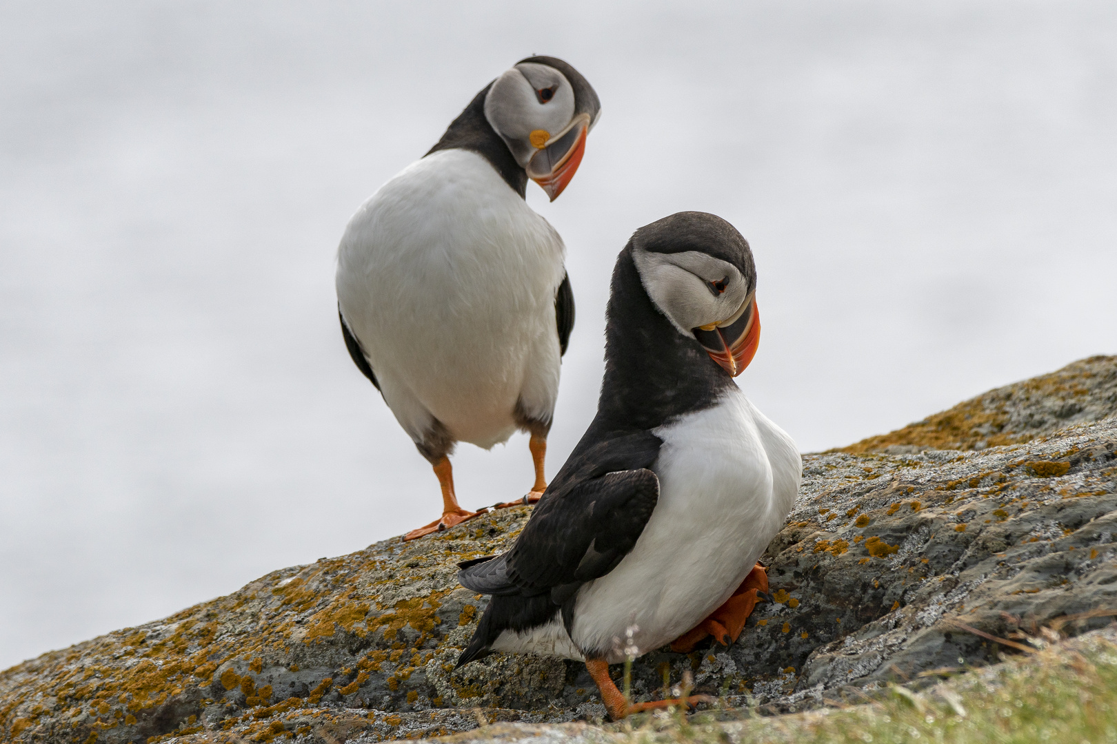 Puffin 4