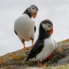 Puffin 4