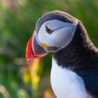 Puffin