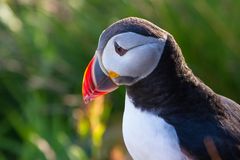 Puffin