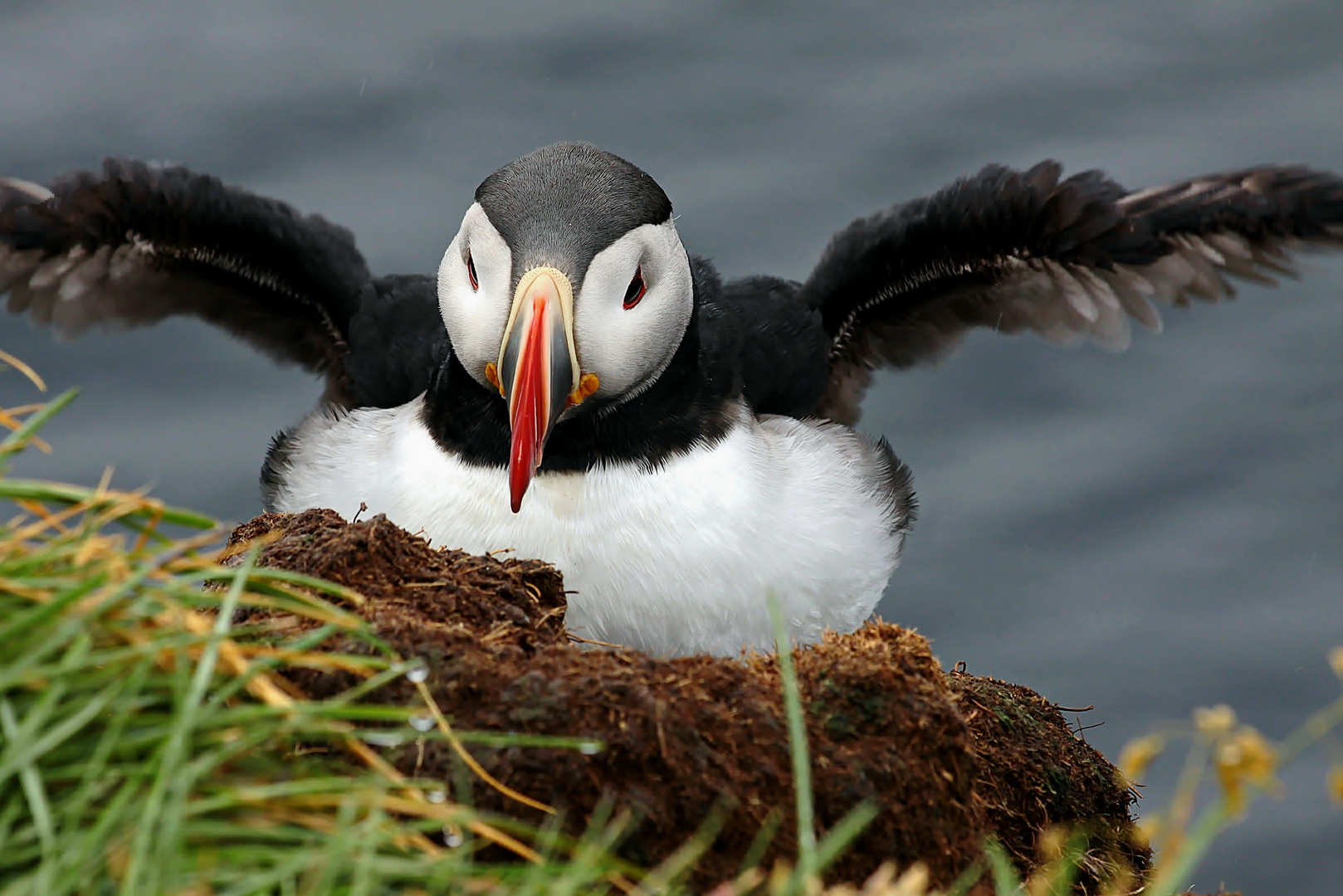 Puffin