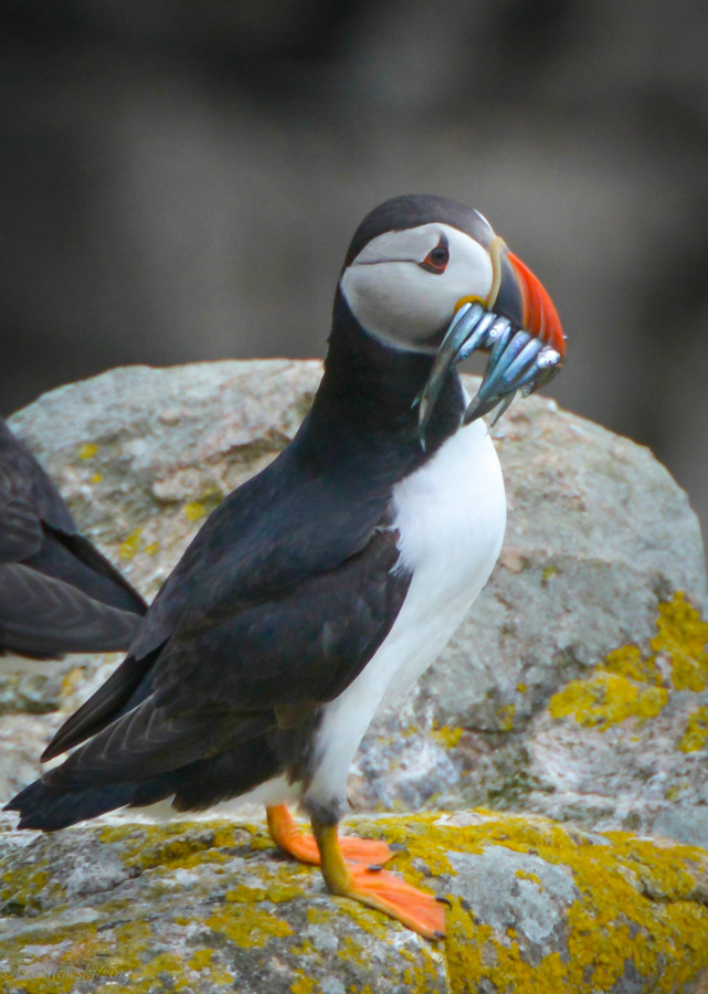 Puffin