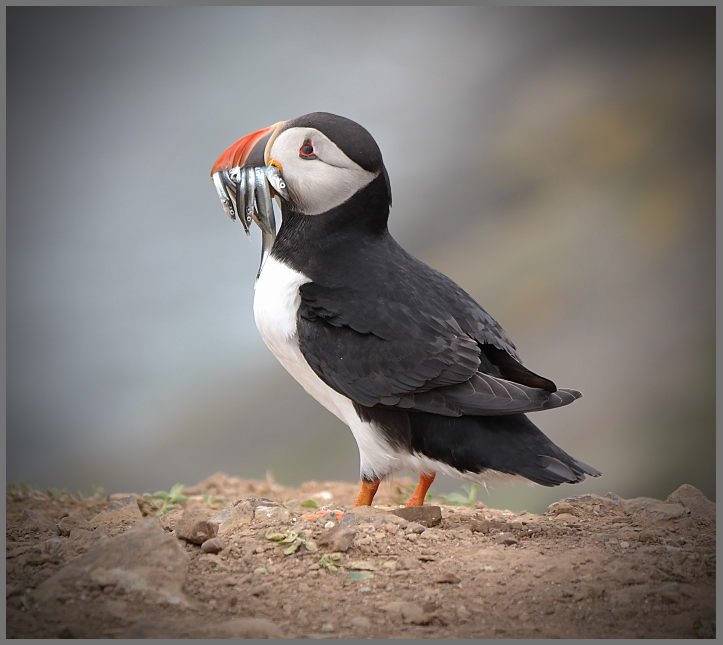 Puffin