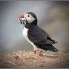 Puffin