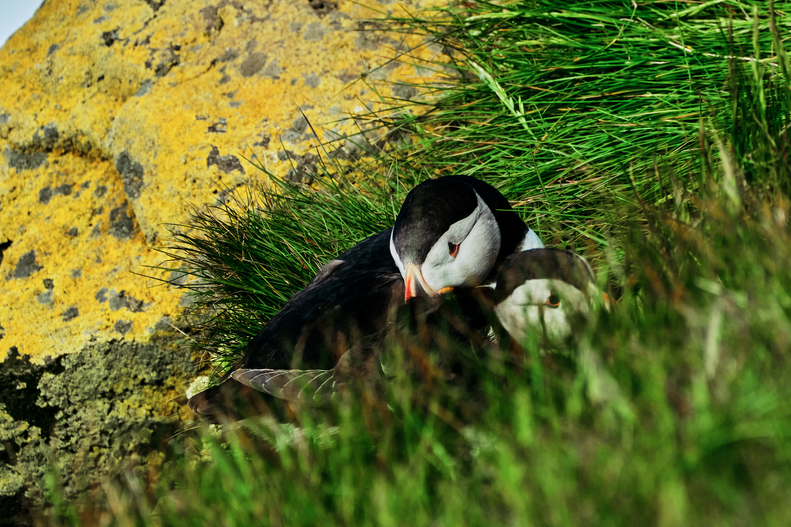 Puffin