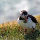 Puffin....