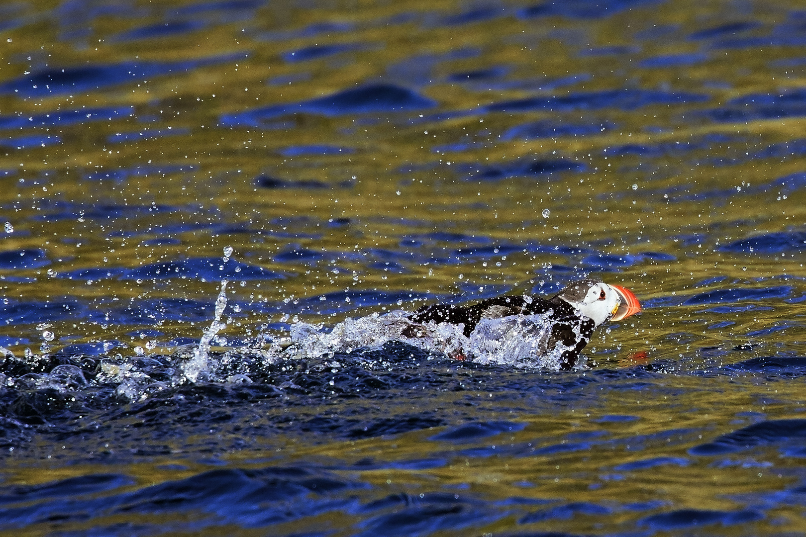 Puffin