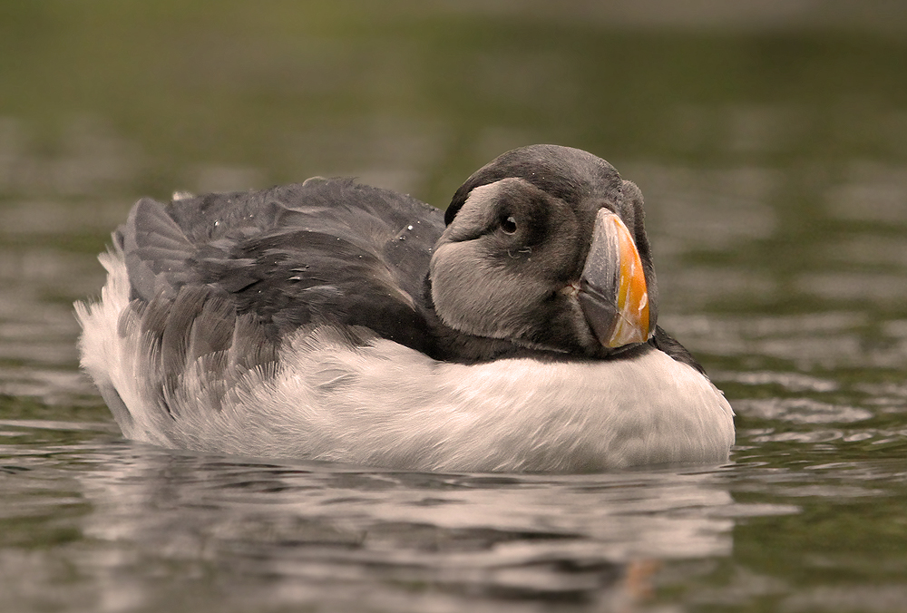 Puffin