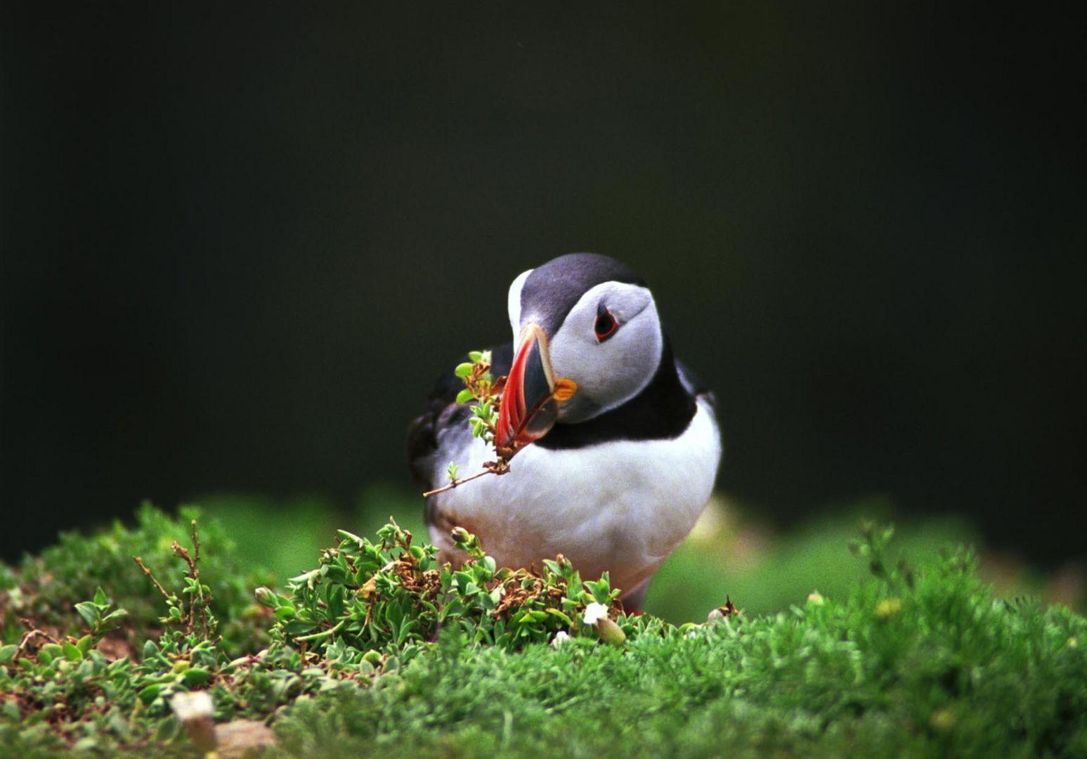 puffin