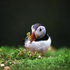 puffin