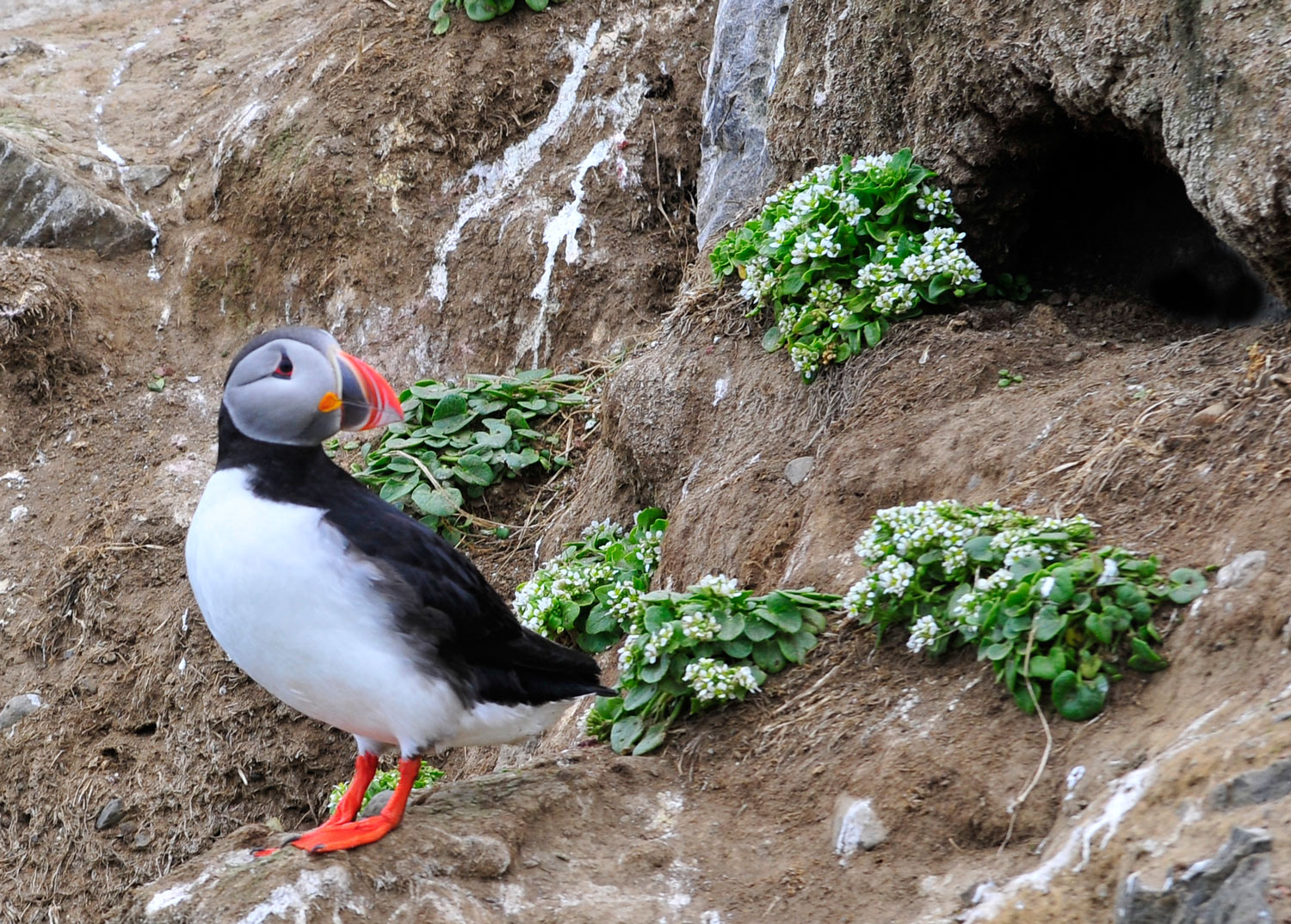 Puffin