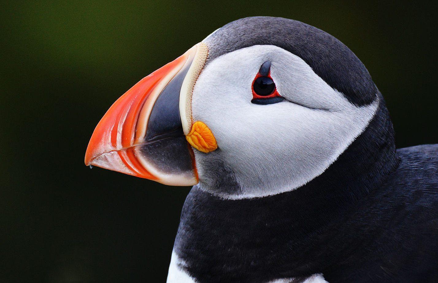 Puffin