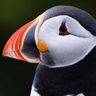 Puffin