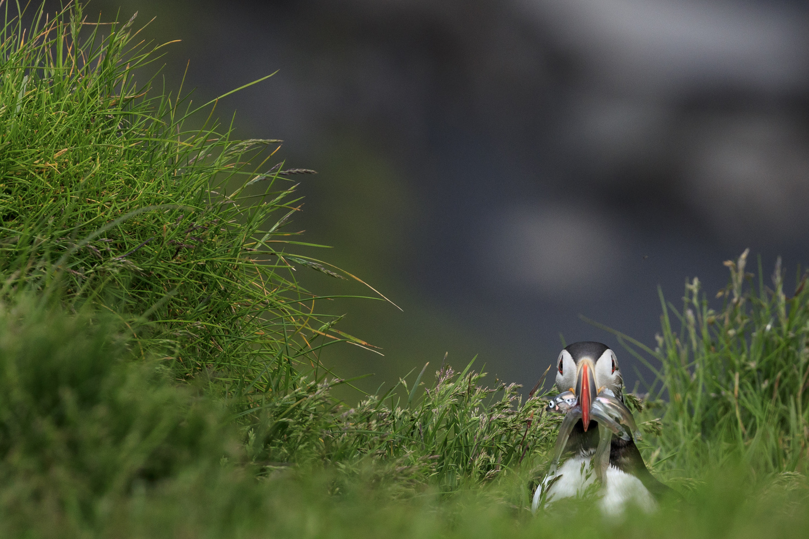 puffin