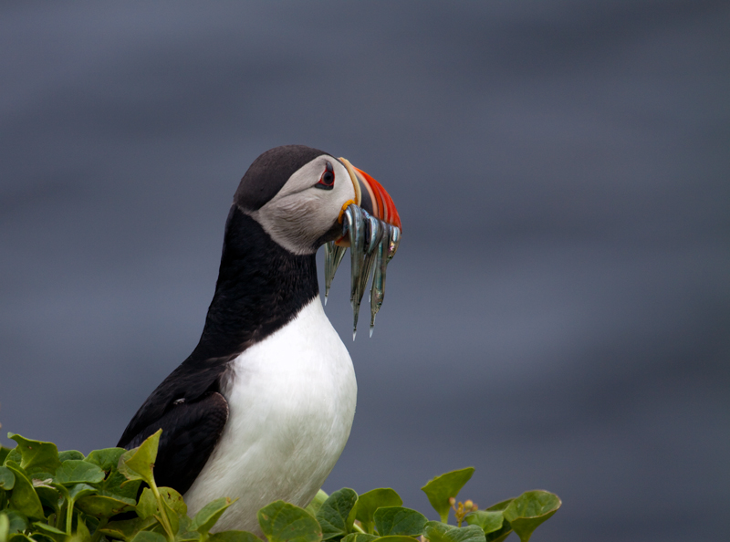 Puffin