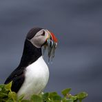 Puffin