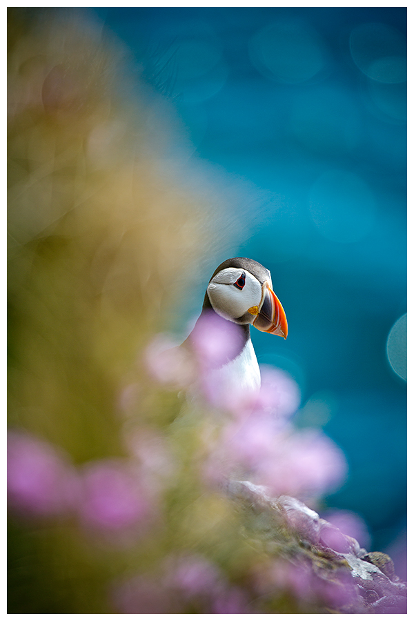 Puffin