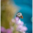 Puffin