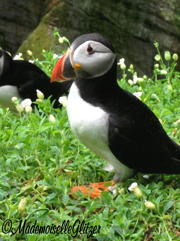 Puffin