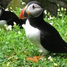 Puffin