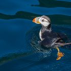 Puffin