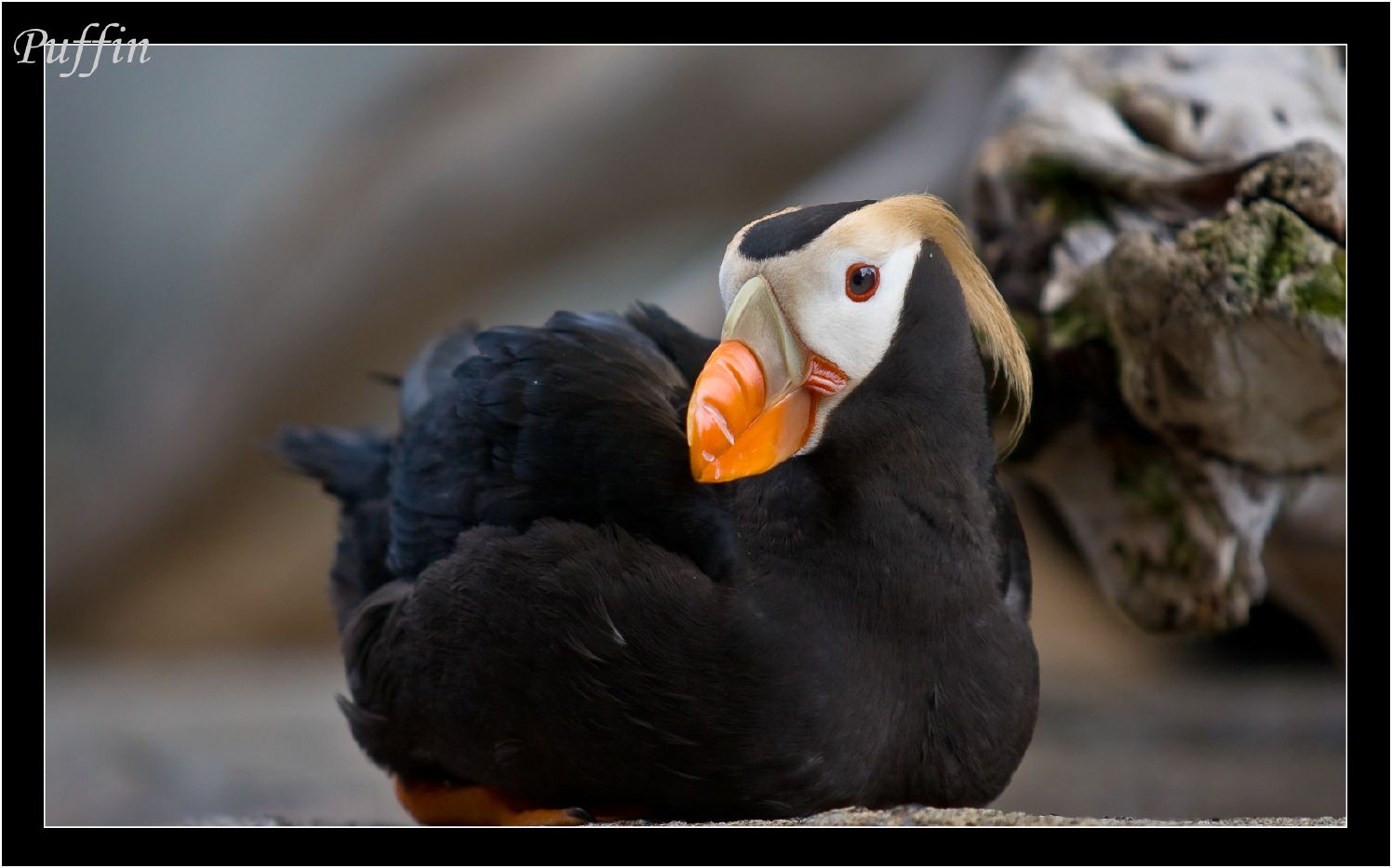 Puffin