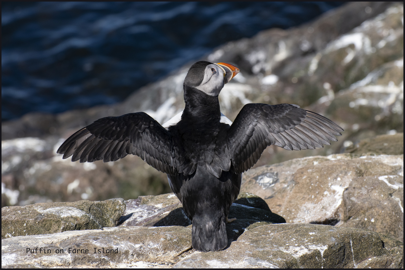 Puffin