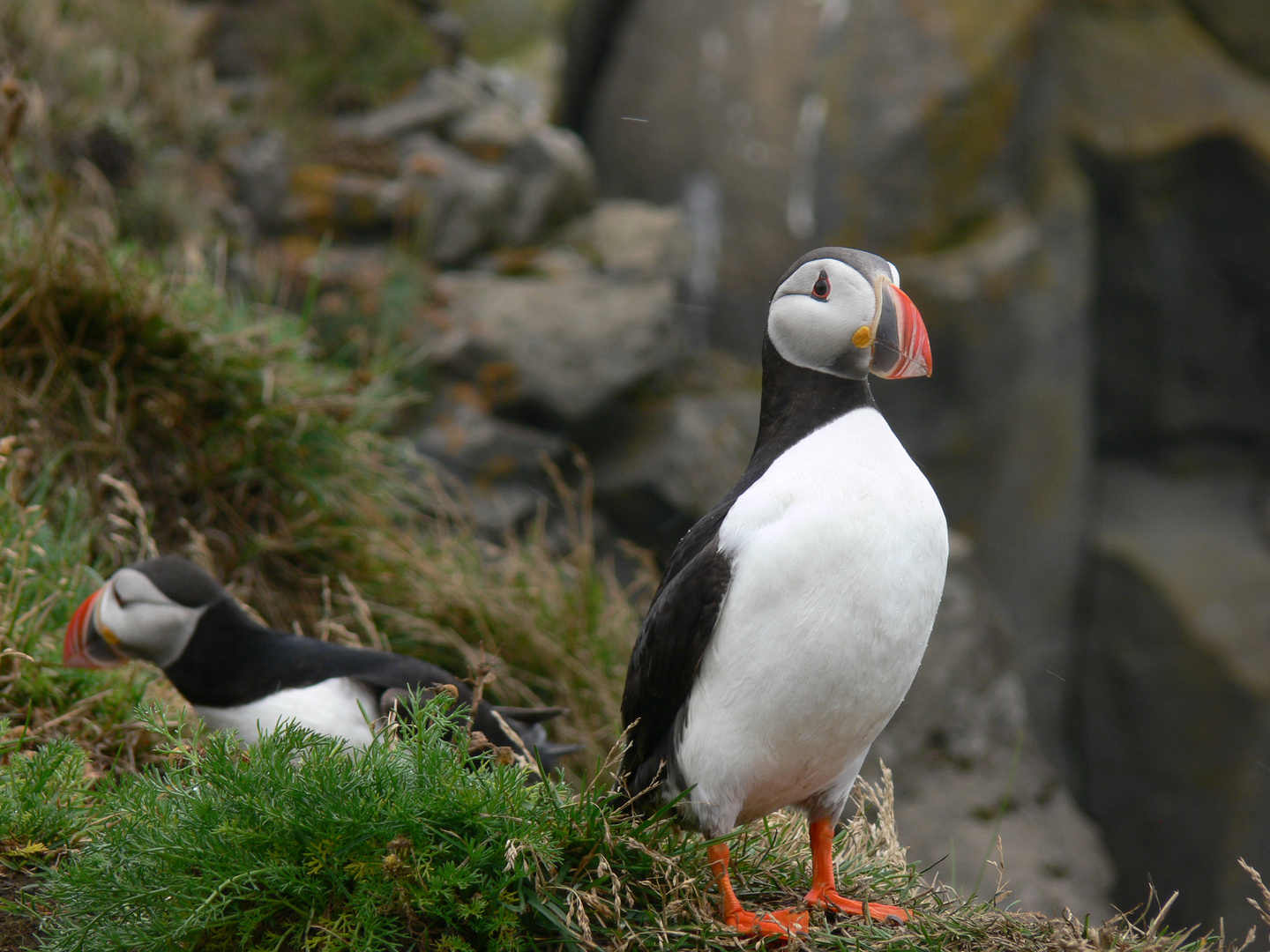 Puffin