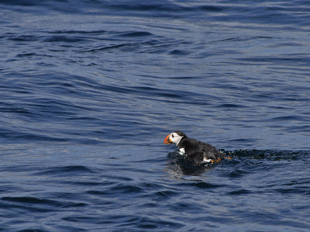 Puffin