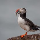 Puffin