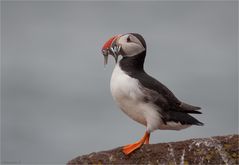 Puffin