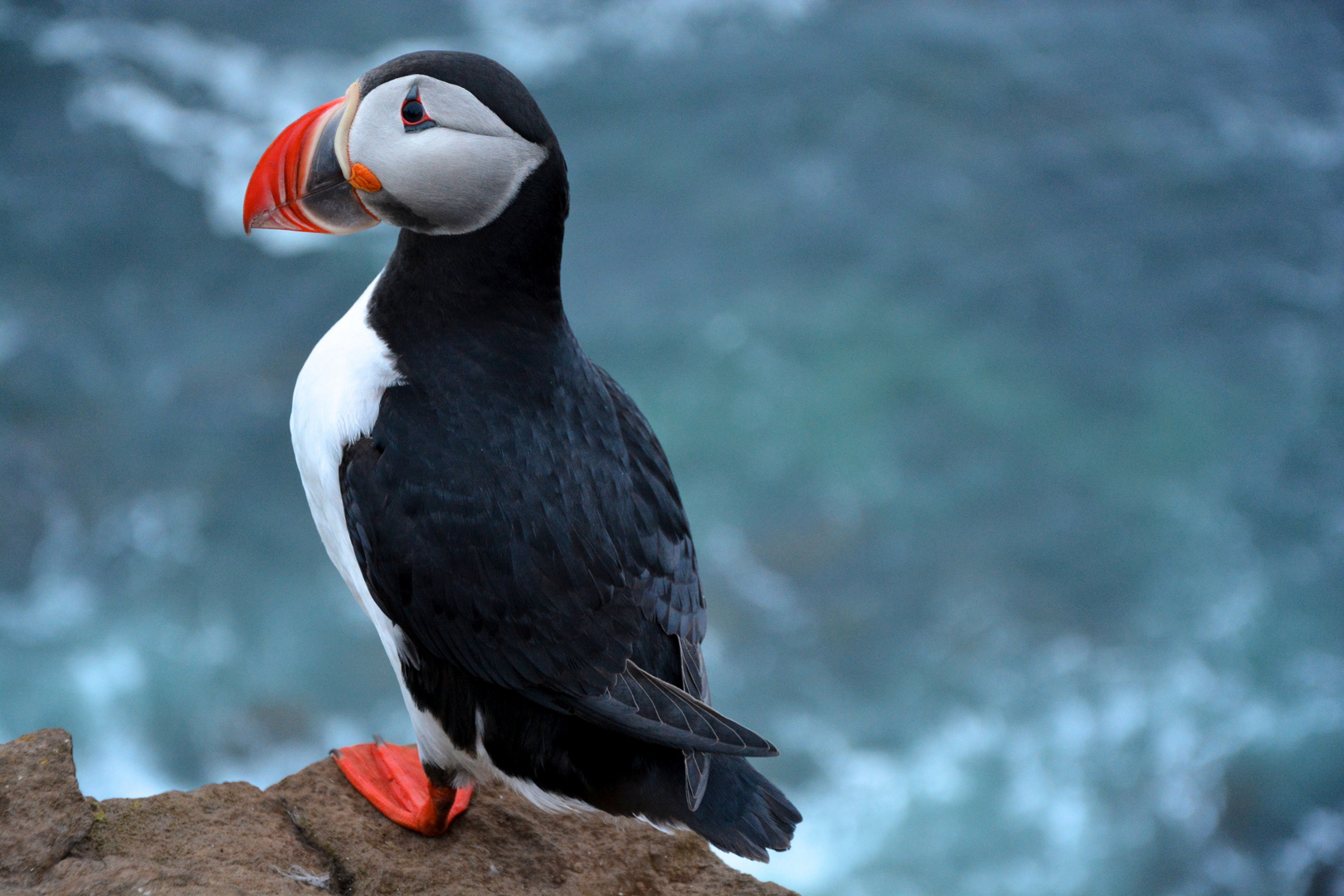 Puffin