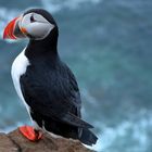 Puffin