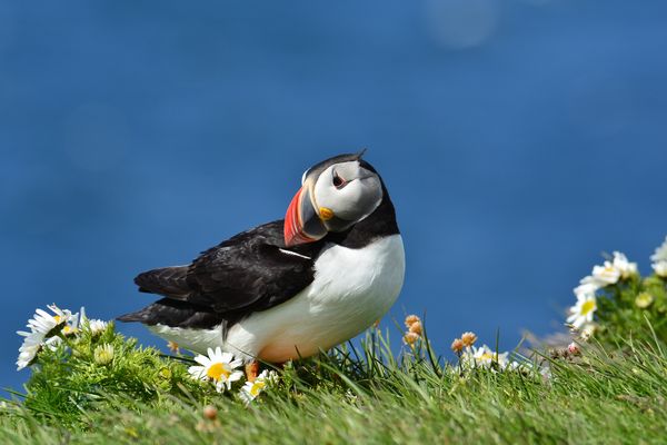 Puffin