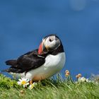 Puffin