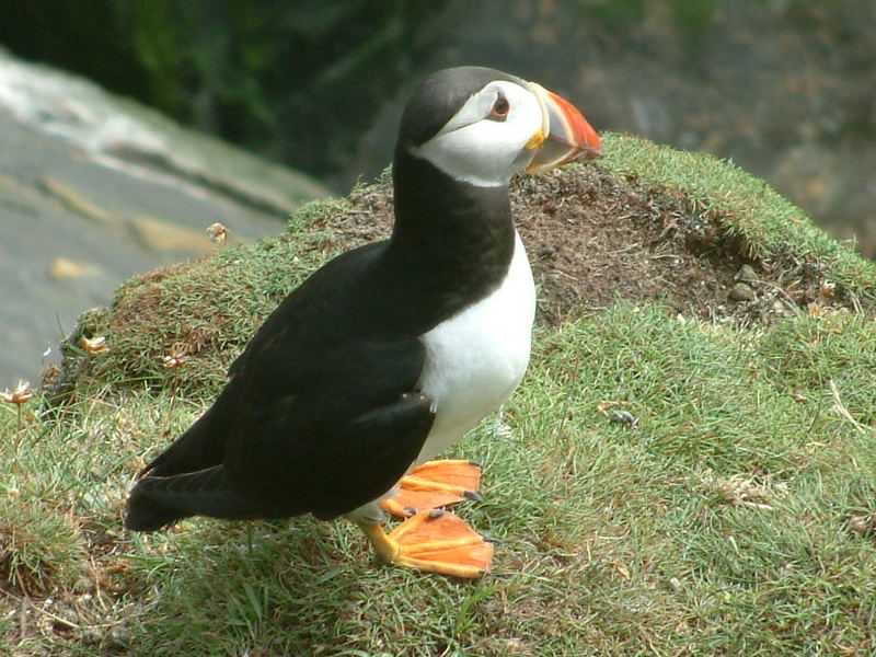 puffin