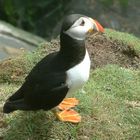 puffin