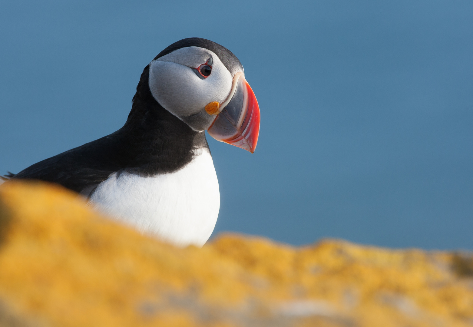 Puffin