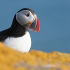 Puffin