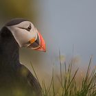 Puffin