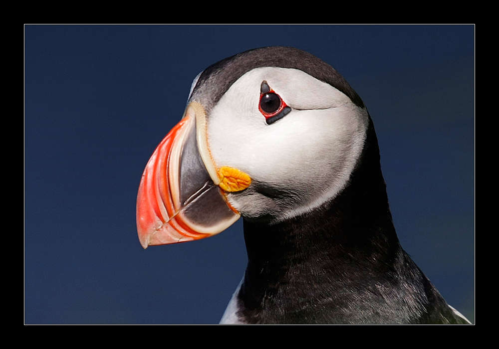 Puffin