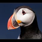 Puffin