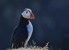 Puffin