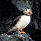 Puffin