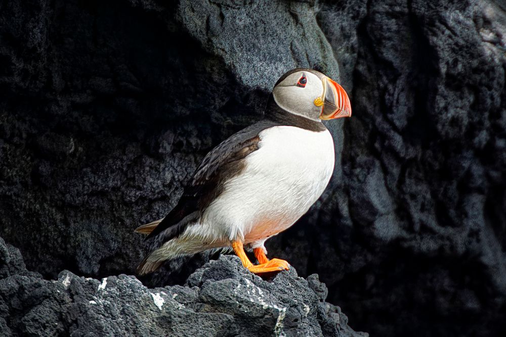 Puffin