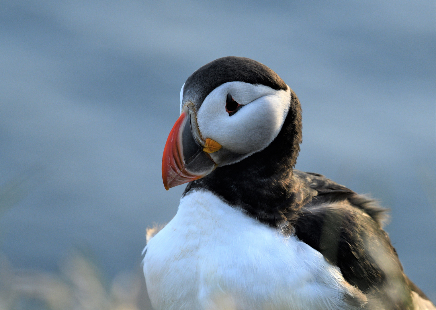 Puffin