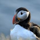 Puffin