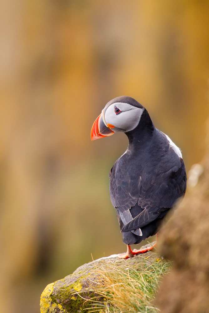 Puffin