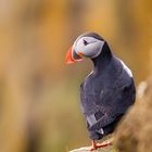 Puffin