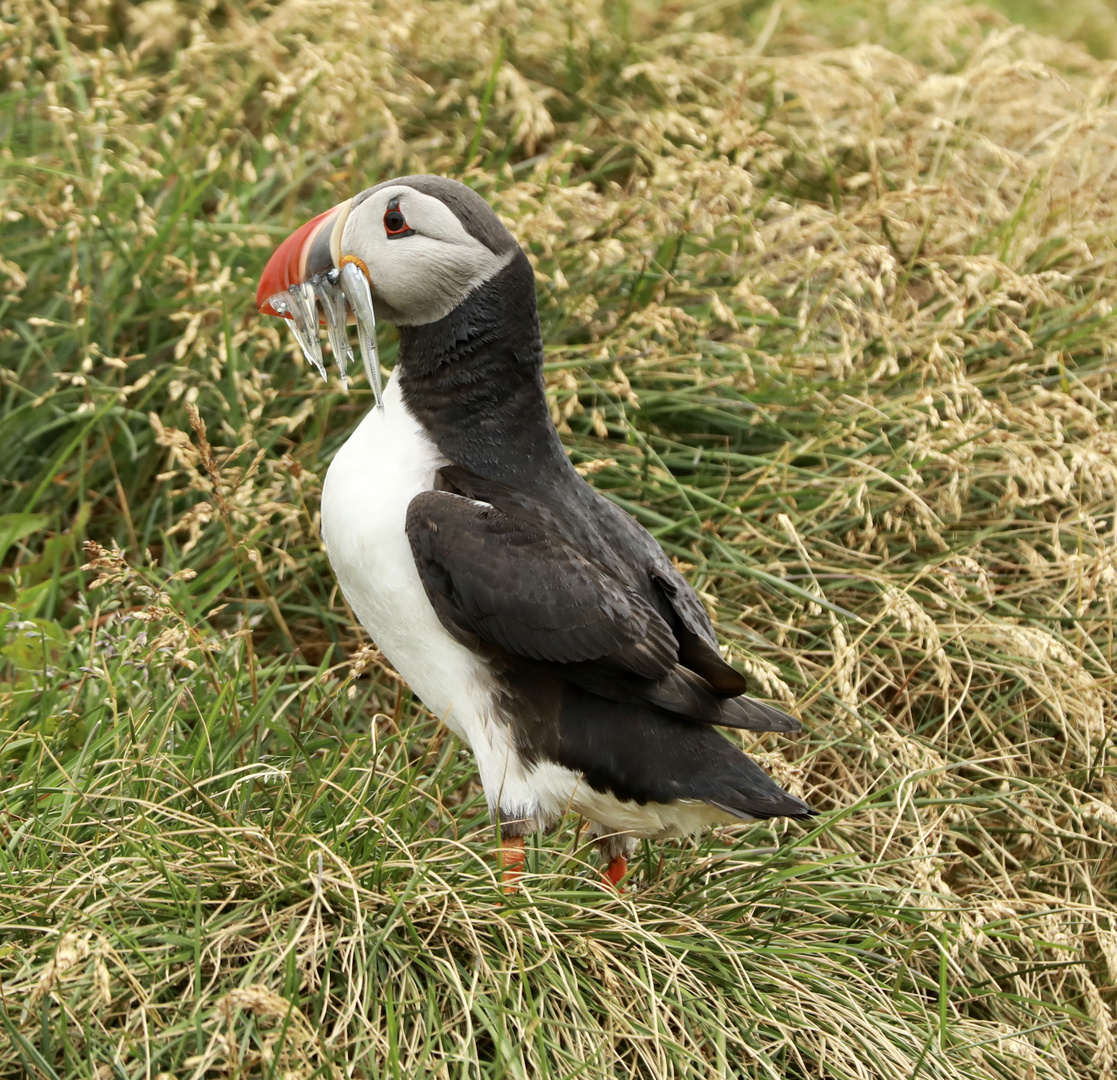 Puffin